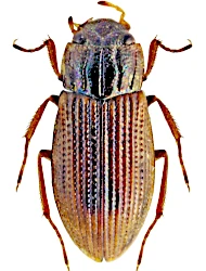 Helophorus (Rhopalohelophorus) redtenbacheri (Kuwert, 1885)