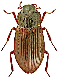 Helophorus (Rhopalohelophorus) strigifrons (Thomson, 1868)