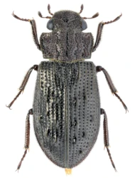 Helophorus (Kyphohelophorus) tuberculatus (Gyllenhal, 1808)