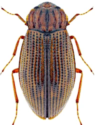Helophorus (Rhopalohelophorus) villosus (Duftschmid, 1805)
