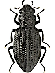 Hydrochus brevis (Herbst, 1793)