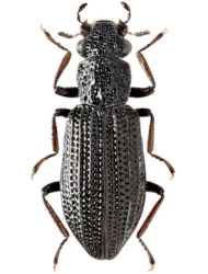 Hydrochus crenatus (Fabricius, 1792)