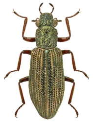 Hydrochus elongatus (Schaller, 1783)