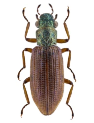 Hydrochus flavipennis (Küster, 1852)