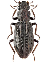 Hydrochus ignicollis (Motschulsky, 1860)