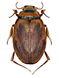 Hygrobia hermanni (Fabricius, 1775), 8 - 11 mm