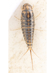 Hygrobia hermanni (Fabricius, 1775), larvae