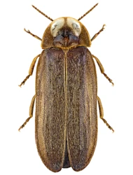 Lamprohiza splendidula (Linnaeus, 1767)