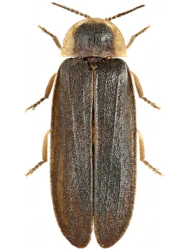 Lampyris (Lampyris) noctiluca (Linnaeus, 1758)