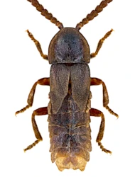 Phosphaenus hemipterus (Geoffroy, 1762)