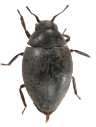 Limnichus incanus (Kiesenwetter, 1851)