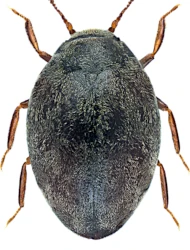 Limnichus pygmaeus (Sturm, 1807)