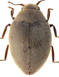 Limnichus sericeus (Duftschmid, 1825)