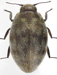 Pelochares versicolor (Waltl, 1838)