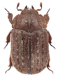 Aesalus scarabaeoides scarabaeoides (Panzer, 1793)
