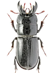 Ceruchus chrysomelinus (Hochenwarth, 1785)