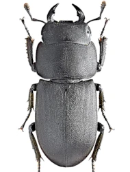 Dorcus parallelipipedus (Linnaeus, 1758)