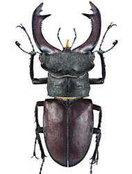 Lucanus cervus cervus (Linnaeus, 1758)