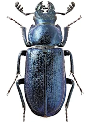Platycerus caprea (De Geer, 1774)