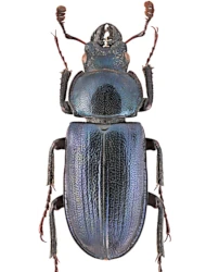 Platycerus caraboides (Linnaeus, 1758)