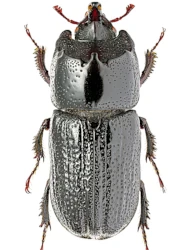 Sinodendron cylindricum (Linnaeus, 1758)
