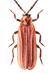 Benibotarus (Sibetarus) taygetanus (Pie, 1905)