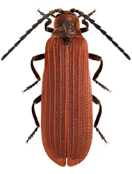 Dictyoptera aurora (Herbst, 1784)