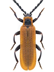 Erotides (Glabroplatycis) cosnardi (Chevrolat, 1831)