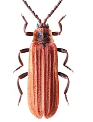 Lopheros (Lopheros) rubens (Gyllenhal, 1817)