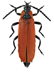 Lygistopterus sanguineus sanguineus (Linnaeus, 1758)