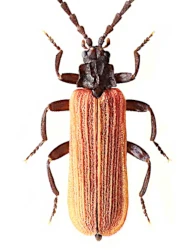 Platycis (Platycis) minutus (Fabricius, 1787)
