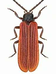 Pyropterus nigroruber (DeGeer, 1774)