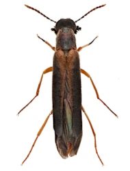 Lymexylon navale (Linnaeus, 1758), ♂, 7 - 16 mm