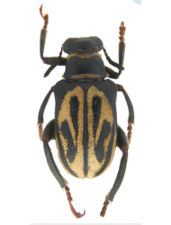 Mastostethus hieroglyphicus