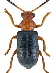 Zeugophora subspinosa (Fabricius, 1781)