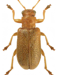 Zeugophora turneri (Power, 1863)