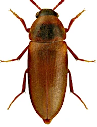 Abdera (Caridua) affinis (Paykull, 1799)