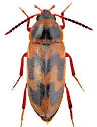 Abdera (Caridua) flexuosa (Paykull, 1799)