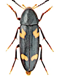 Dircaea australis (Fairmaire, 1856)