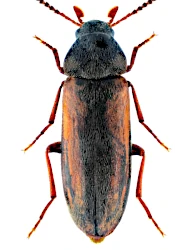 Dolotarsus lividus (C.R. Sahlberg, 1833)