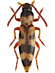 Hypulus bifasciatus (Fabricius, 1792)