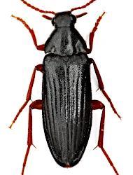 Melandrya (Melandrya) barbata (Fabricius, 1787)