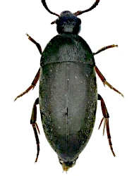 Orchesia (Clinocara) blandula (Brancsik, 1874)