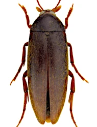Orchesia (Orchestera) luteipalpis (Mulsant & Guillebeau, 1857)