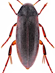 Orchesia (Clinocara) minor (Walker, 1837)
