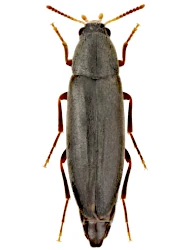 Phloiotrya (Phloiotrya) subtilis (Reitter, 1897)