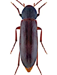 Phloiotrya (Phloiotrya) tenuis (Hampe, 1850)