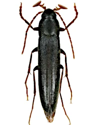Serropalpus barbatus (Schaller, 1783)