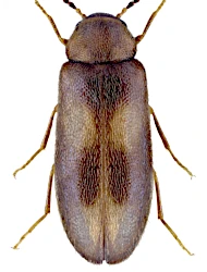 Wanachia triguttata (Gyllenhal, 1810)