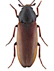 Xylita laevigata (Hellenius, 1786)